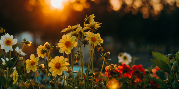 Beautiful Flowers Timelapse