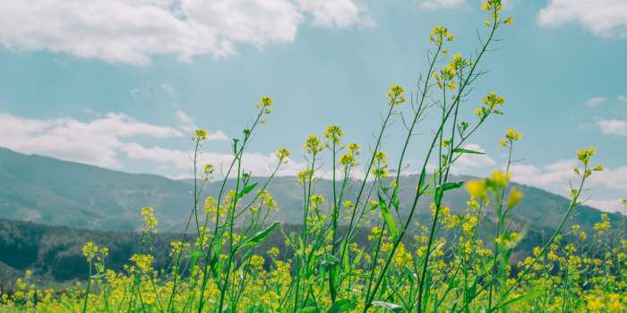 Nature Timelapse image
